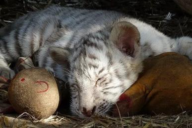 White Tiger Cub Mortality and Longevity