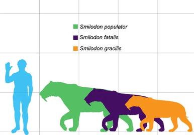 How Big was a Saber Tooth Tiger - Saber Tooth Tiger Size