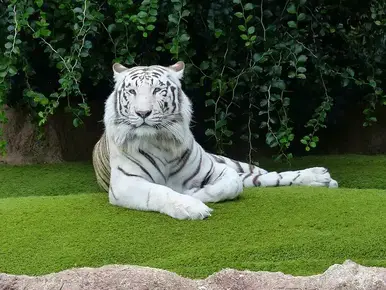 White Tiger Facts: Secrets of the Snowy Jungle Kings –