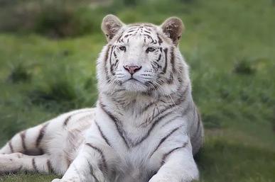 Fun and Amazing Siberian Tiger Facts for Kids – Fun Facts 4 Kids