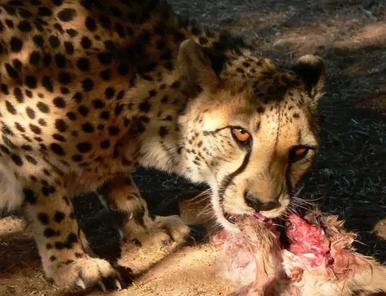 baby what do cheetahs eat