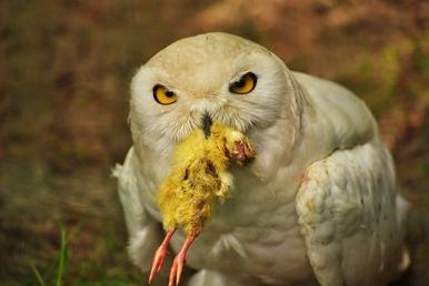 What Do Owls Eat - Owls Diet