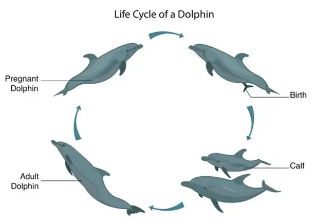 dolphin life cycle diagram for kids