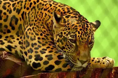 Why Are Jaguars Endangered? - Lesson for Kids - Video & Lesson Transcript