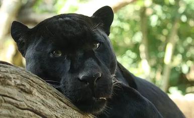 Black Panther Facts For Kids - Black Panther Information For Kids