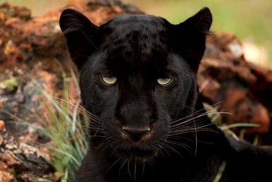 baby black panthers animals