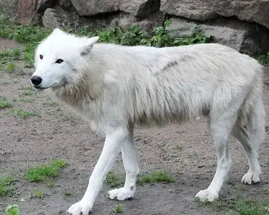 learn about arctic wolves