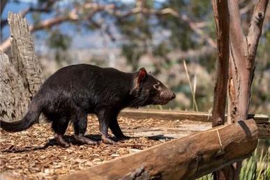 Tasmanian Devil Facts, Size, Bite, Diet and More