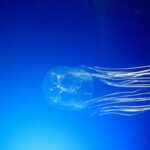 box jellyfish facts for kids - 1