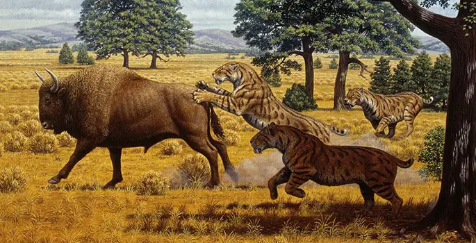 saber tooth tiger prey