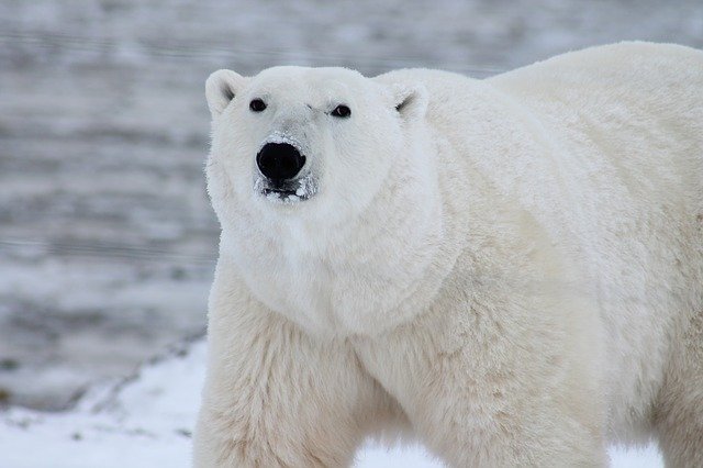 Polar bear facts for kids
