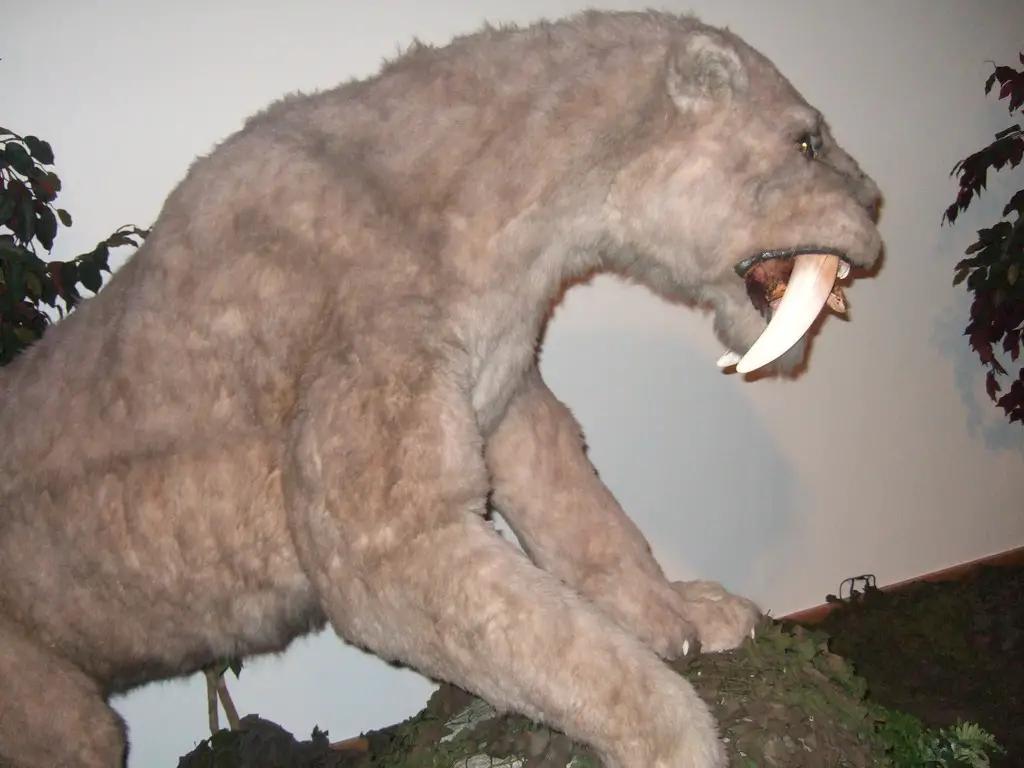 What does a Saber Tooth Tiger Look Like