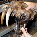 Why did the Saber Tooth Tiger Go Extinct