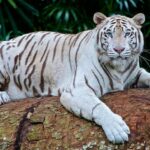 White Tiger Facts