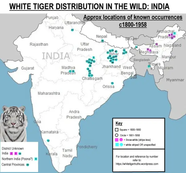 White tiger distribution
