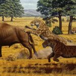saber tooth tiger diet