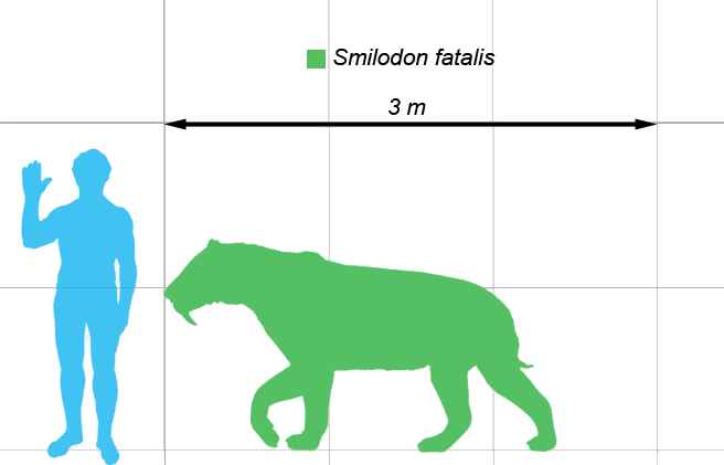 Smilodon, saber cat,Saber toothed tiger,skeleton,enormous teeth,saber teeth