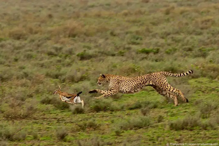 What do Cheetahs Eat - Cheetah Diet