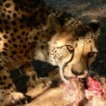 what do cheetahs eat