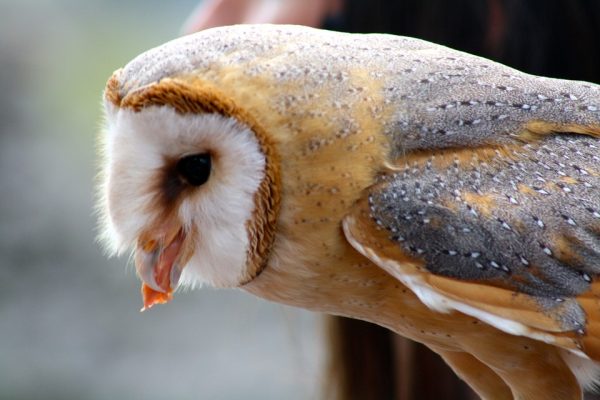 what barn owls eat - barn owl diet