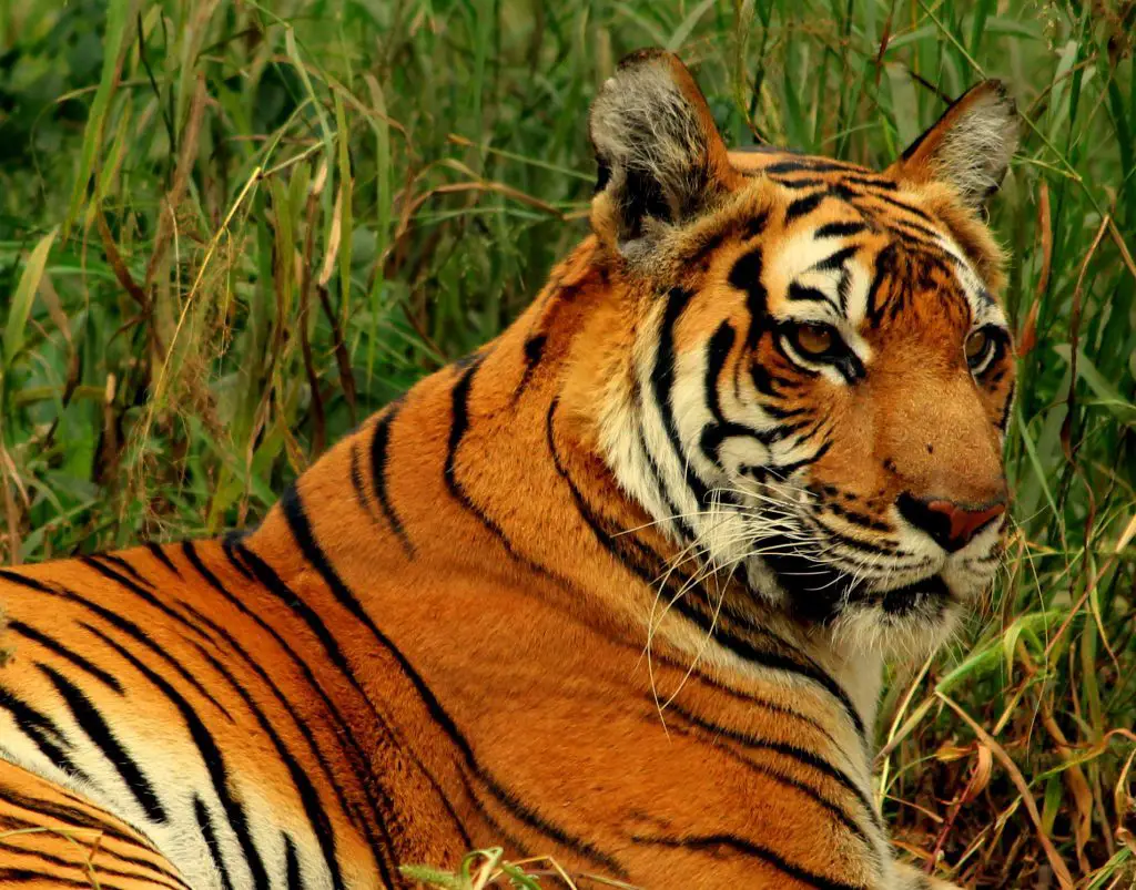 How Long Do Bengal Tigers Live