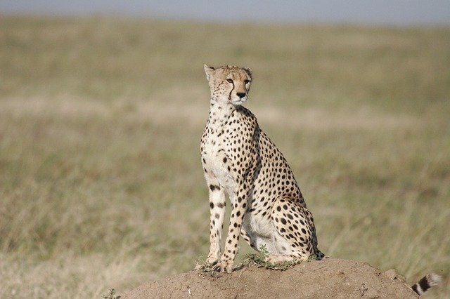 Cheetah habitat