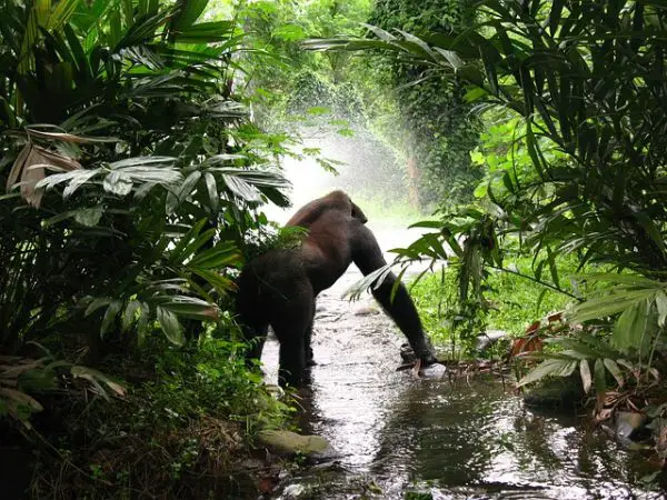 Gorilla Habitat Facts