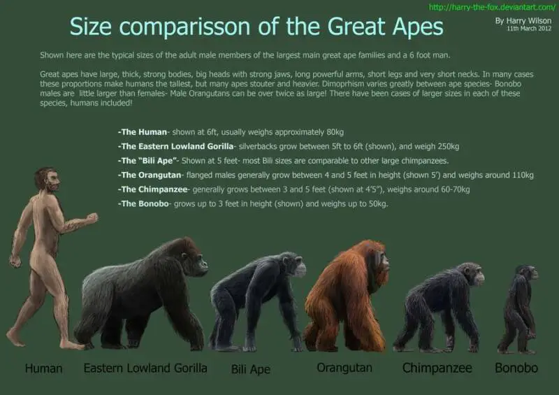 Gorilla Size Comparison