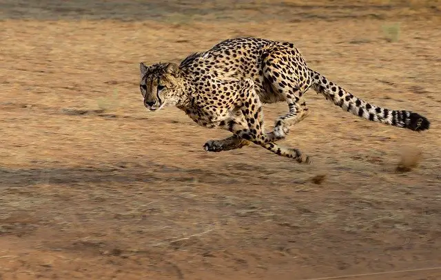 How Fast Can A Cheetah Run - Cheetah Speed