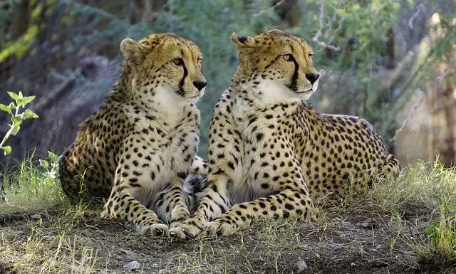 How fast can a Cheetah Run