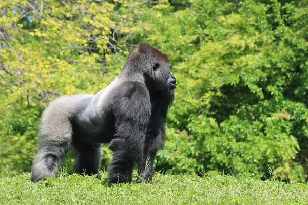 Silver Back Male Gorilla Facts