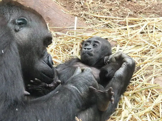 baby gorilla facts