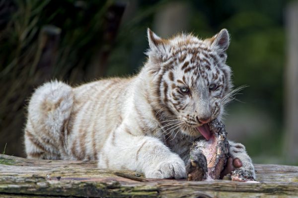 What do white tigers eat
