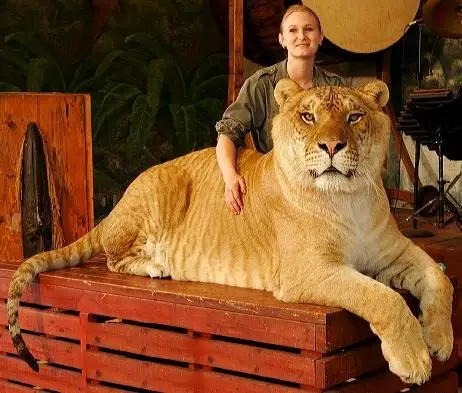 hercules liger - lion facts for kids