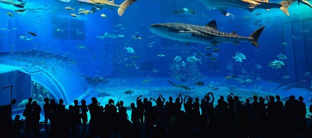 Whale Shark Facts For Kids