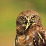 All about owls facts