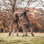 Kangaroo Height facts