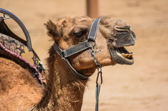 What Does A Camel Look Like