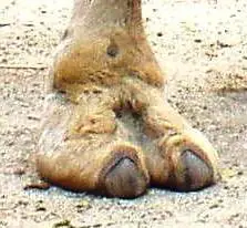 camel feet