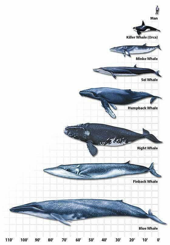 Blue Whale Size Comparison - Blue Whale Size Chart