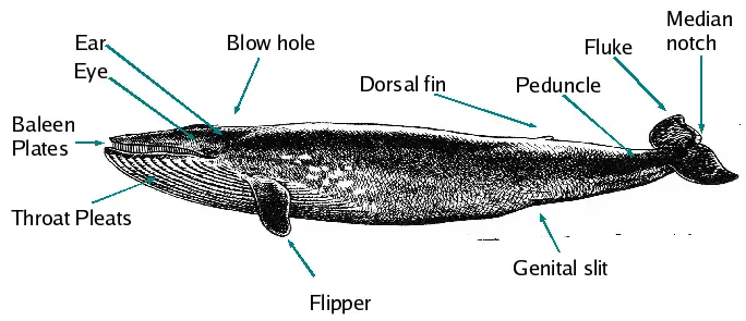 Blue whale diagram