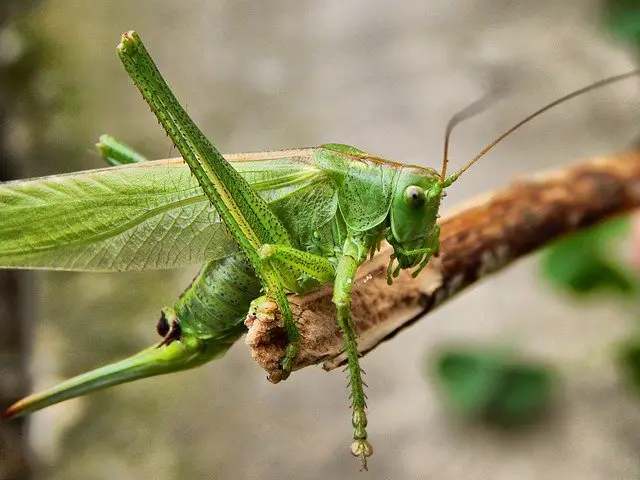 What Do Grasshoppers Eat - Grasshopper Diet