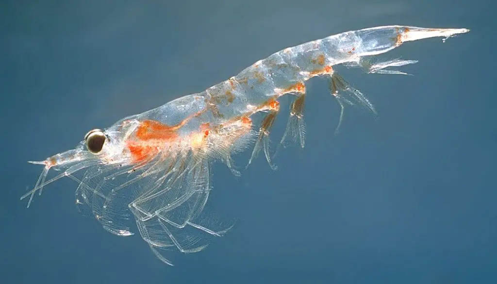 what do blue whales eat - krill