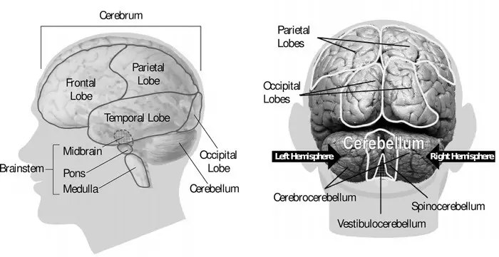 Human Brain Pictures With Labels