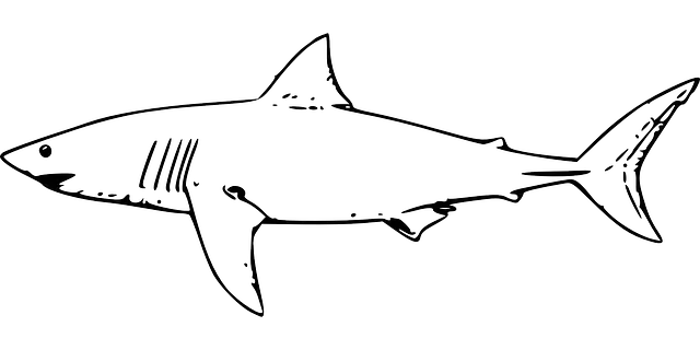 Tiger shark drawing