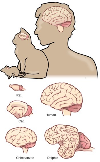 brain size