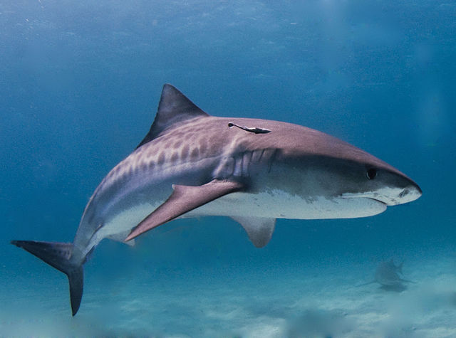 tiger shark facts for kids