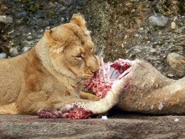 What Do Lions Eat - Lions Diet