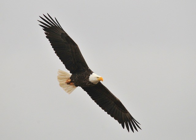 Bald Eagle Wingspan