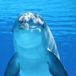 Dolphin Facts For Kids